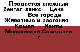 Продается снежный бенгал(линкс) › Цена ­ 25 000 - Все города Животные и растения » Кошки   . Ханты-Мансийский,Советский г.